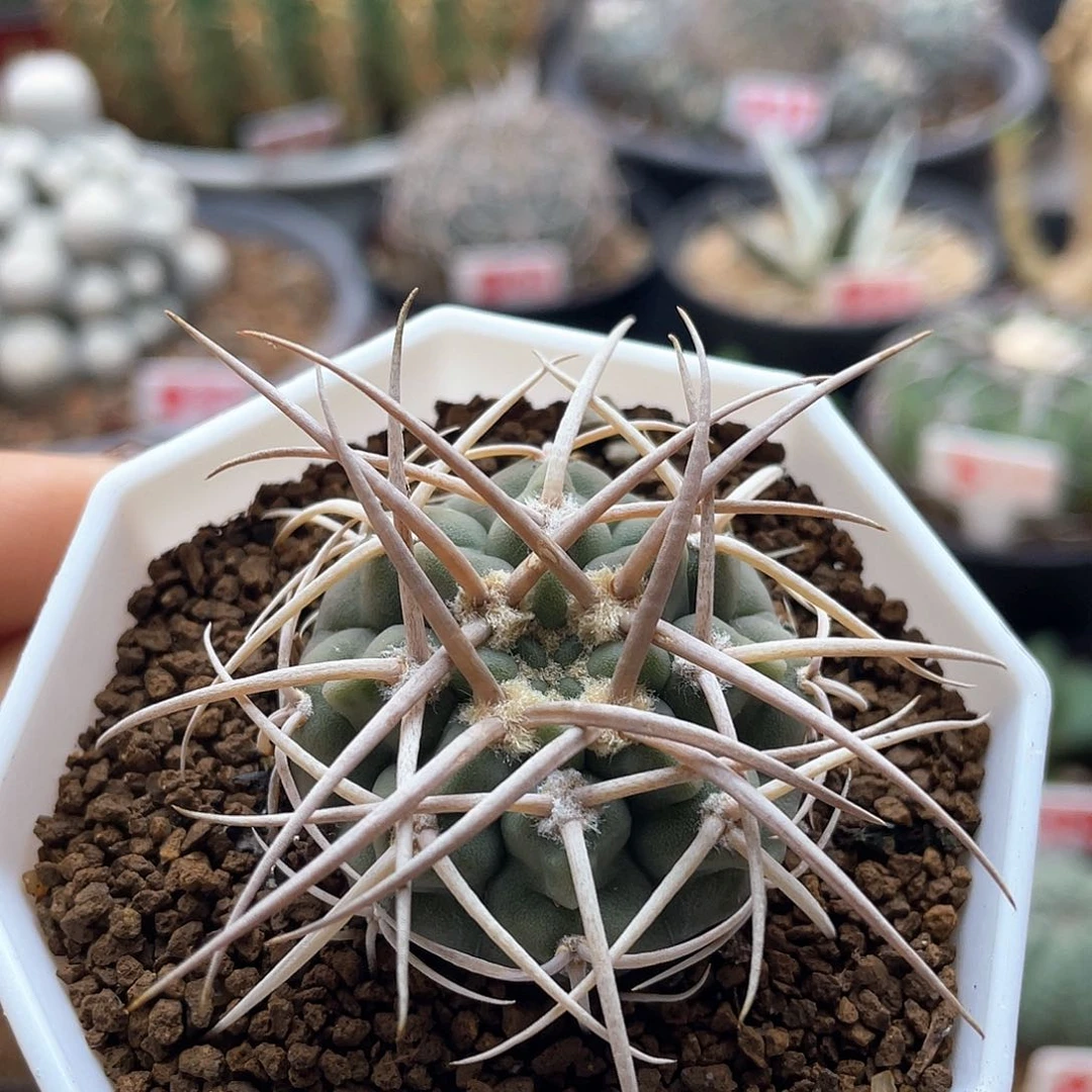 实生狂刺碧岩玉仙人球多肉