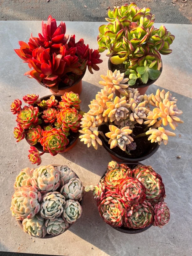 箱拍多肉满满一箱六颗多肉，新手必入好看好养带盆发货