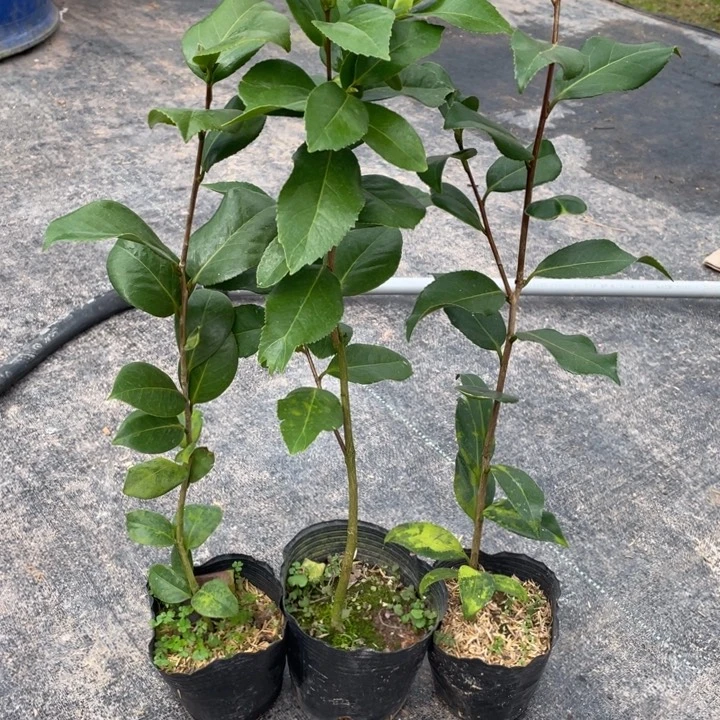 完全开放茶花3个品种