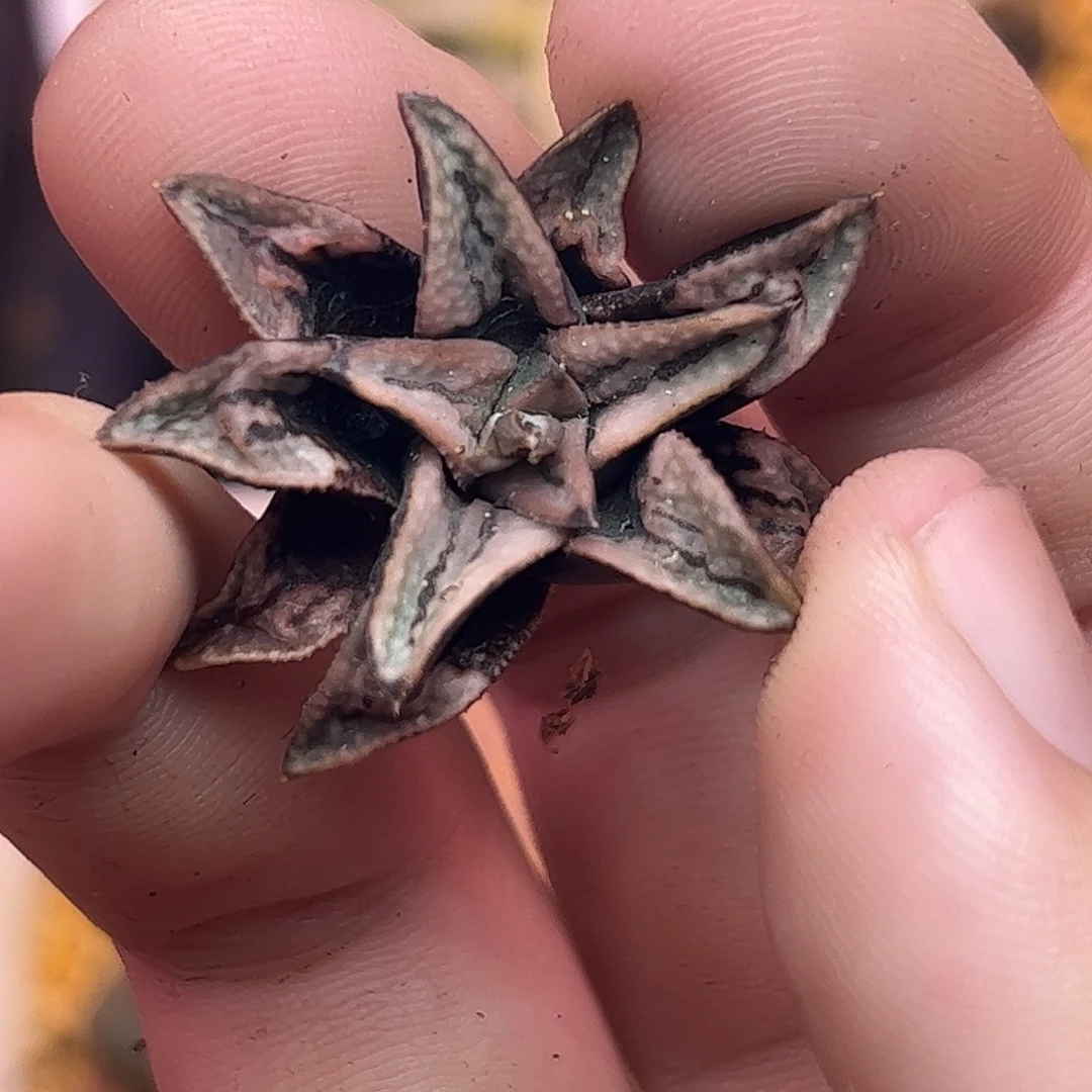 顺***然742德鲁白十二卷多肉植物