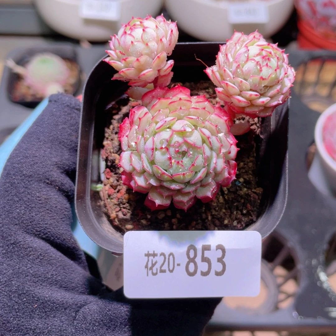 花利美20-853小红衣