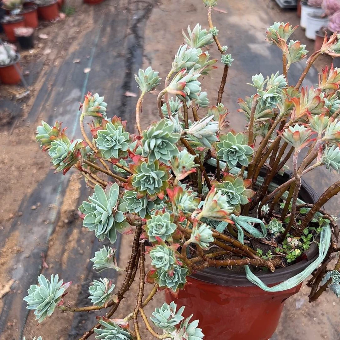 多肉植物薄化妆群