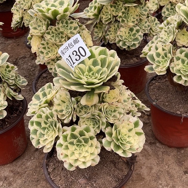 130迈巴赫多肉植物