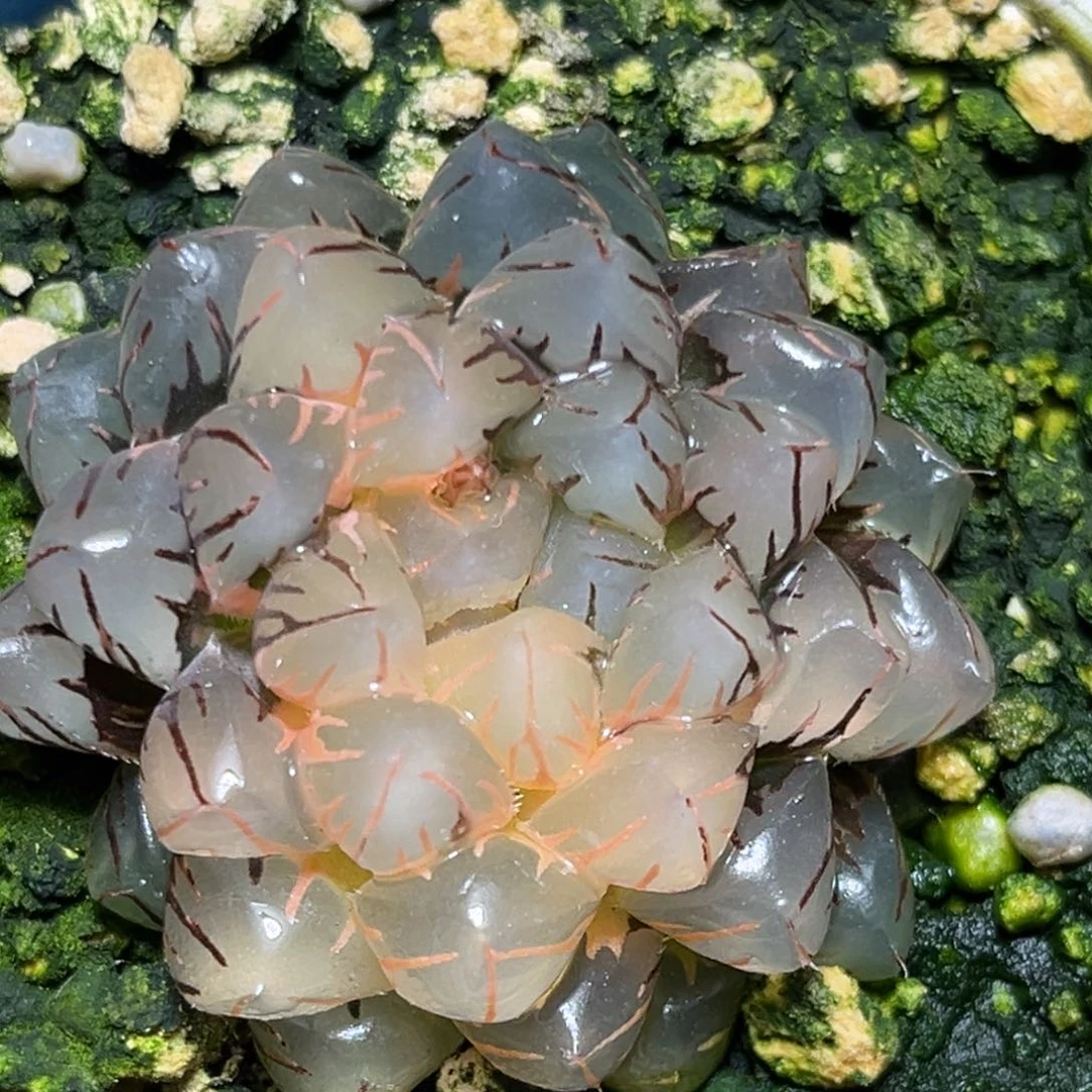 恭喜发财大吉大利0326