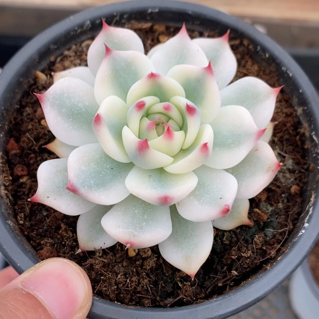 吉娃娃多肉植物9039