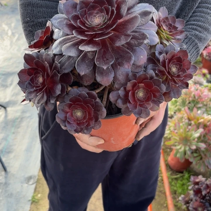 瑞妈，，。。。。672黑美人，