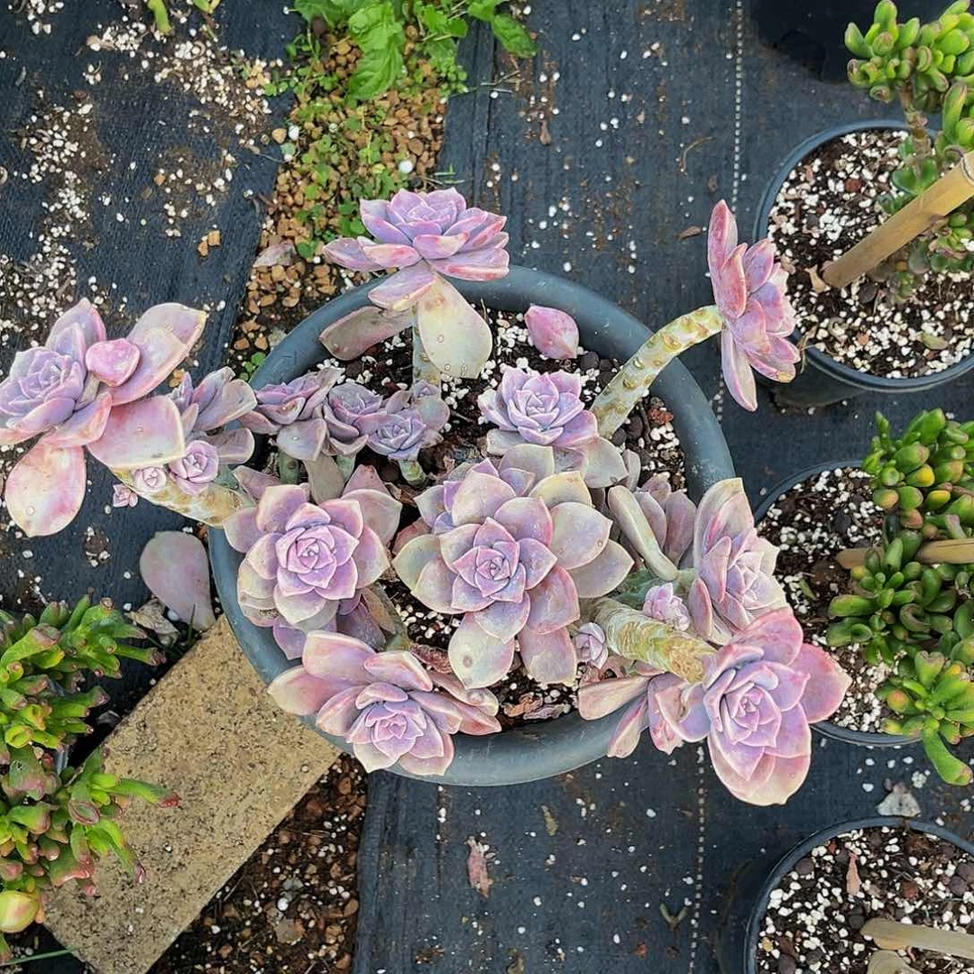 老桩紫乐1200精品多肉