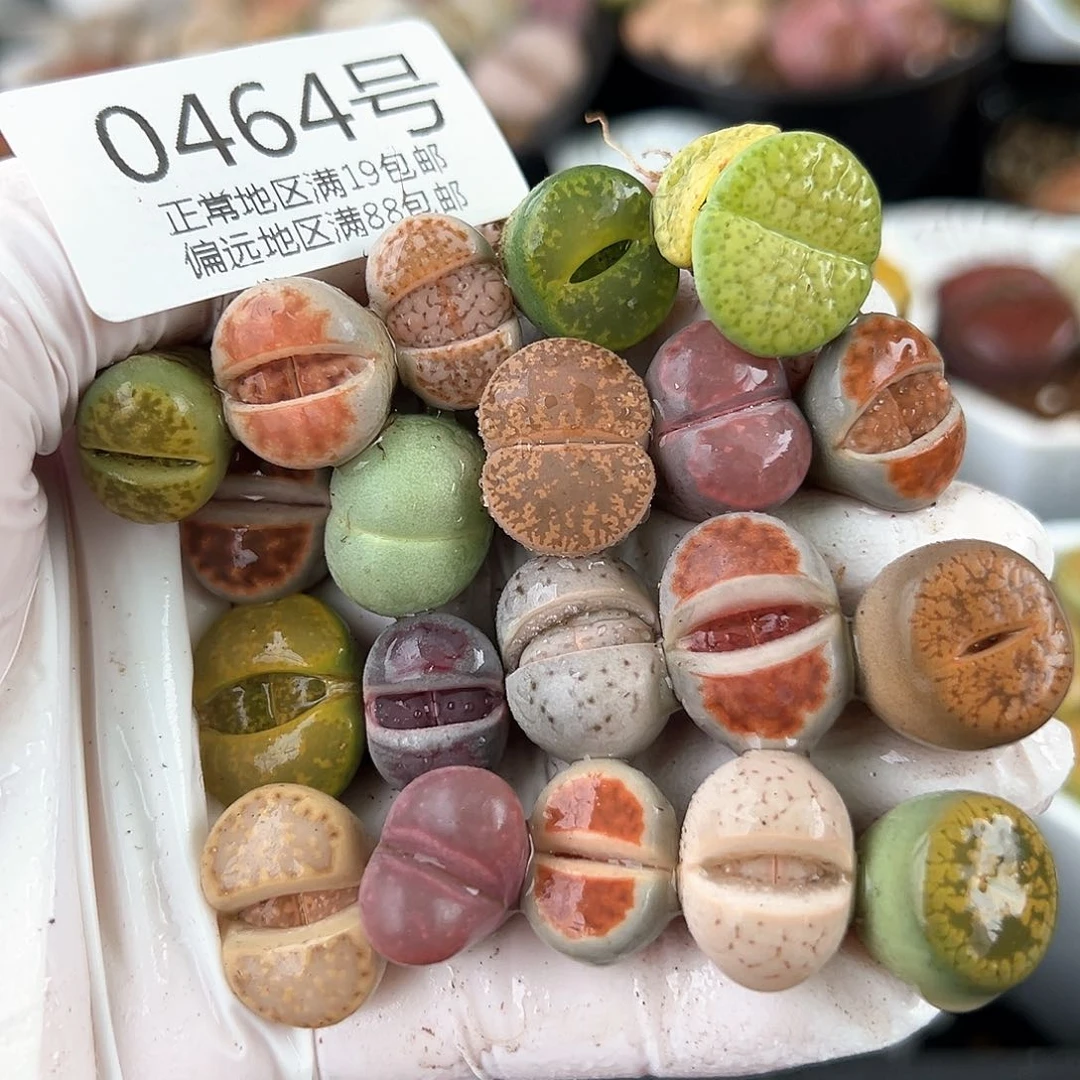 0464 好养易活生石花大母本共20颗开播福利