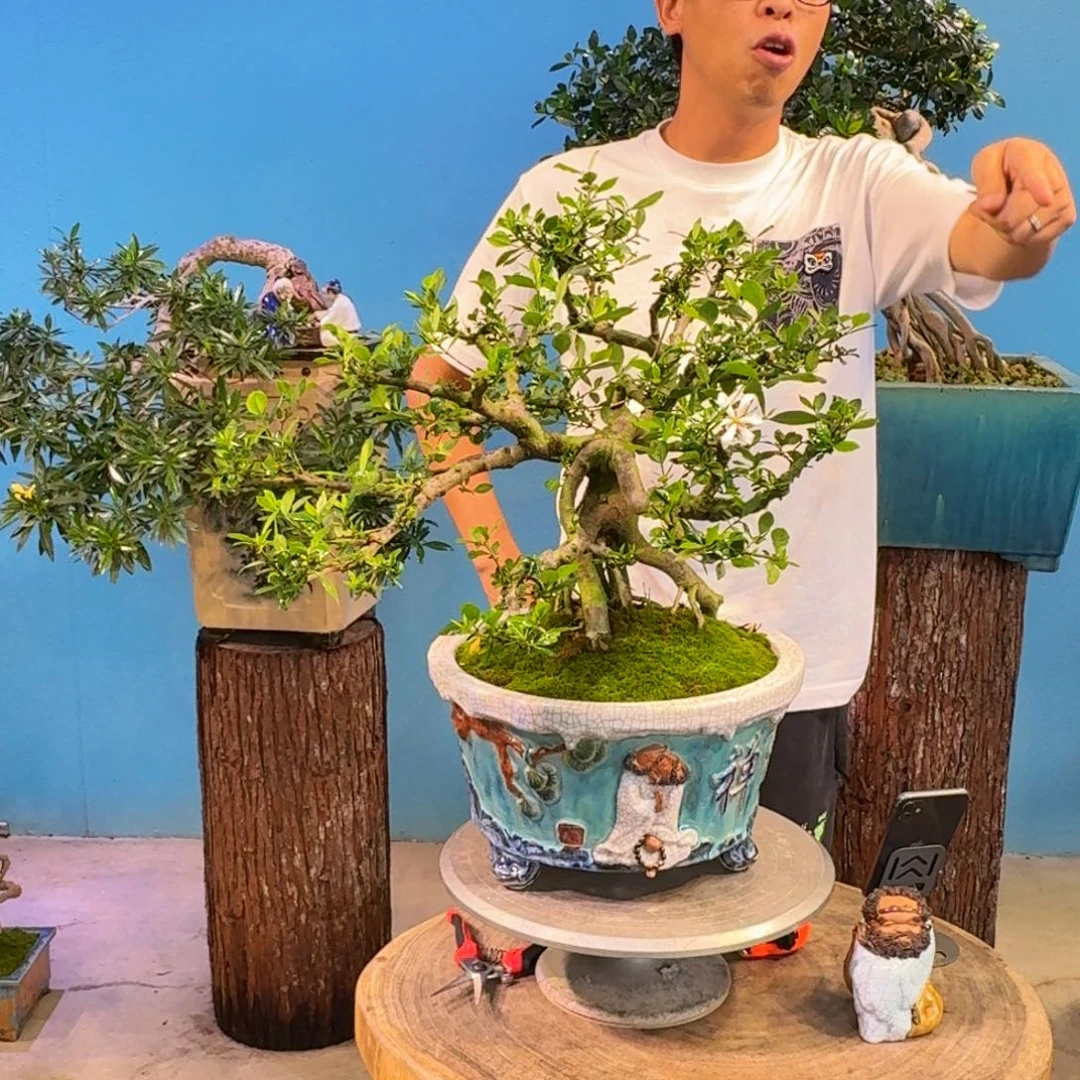 四季揽叶栀子花开花结果