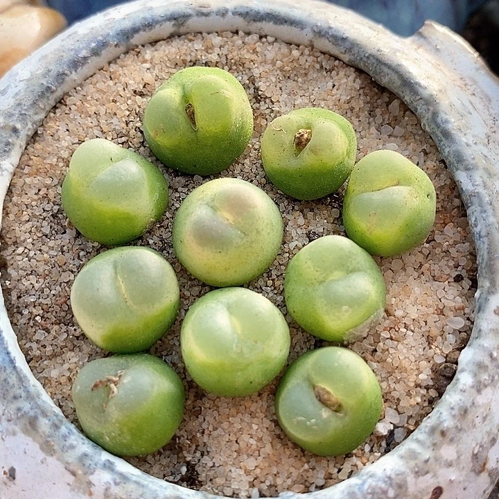 29513拉登样本一颗   1473.18