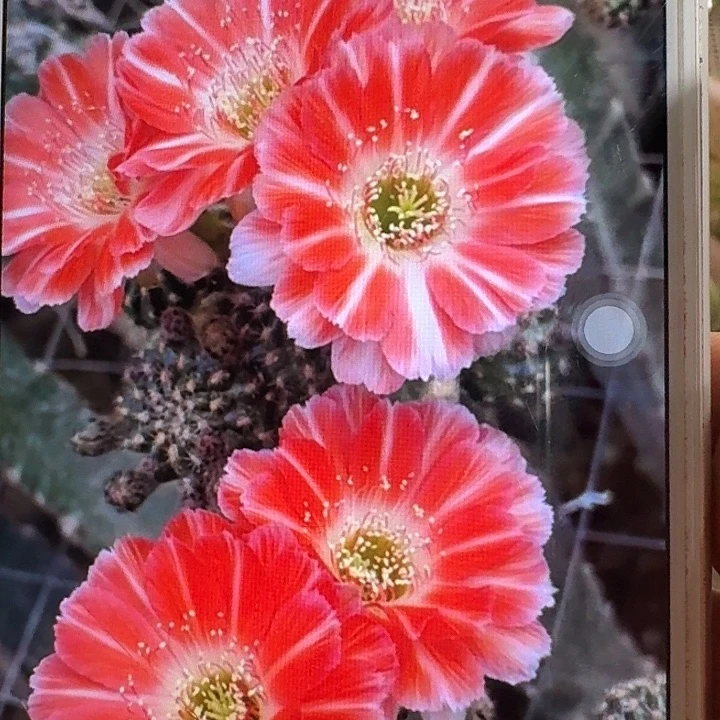 百折裙侧芽4公分丽花