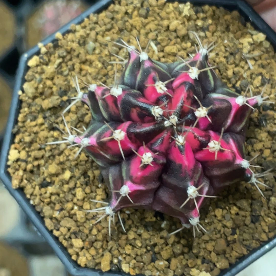 当前无花朵，栽培后可花朵黑紫粉虎斑