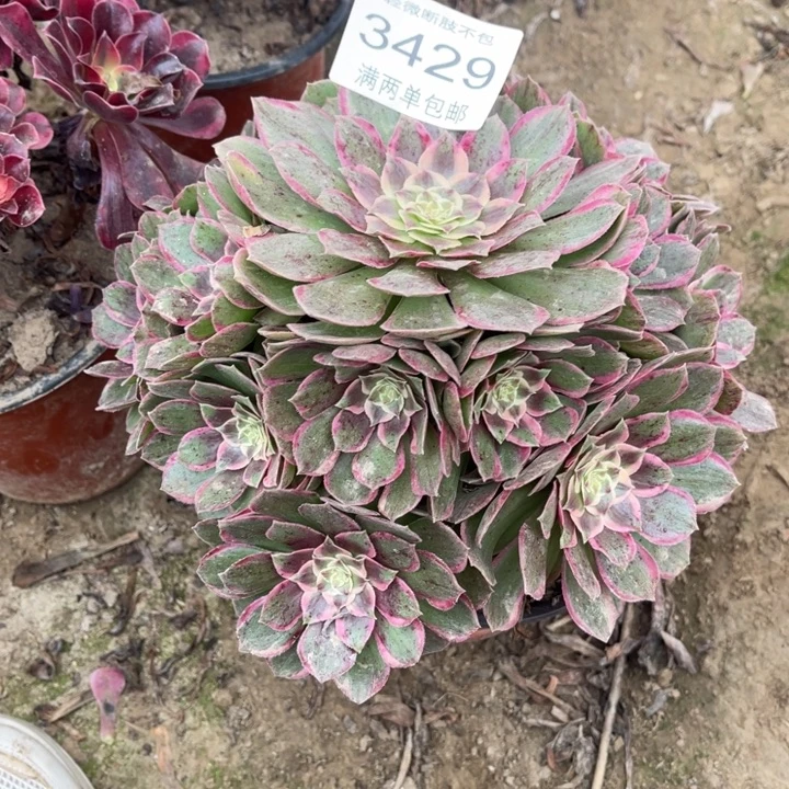 3429粉花妖放入多肉的