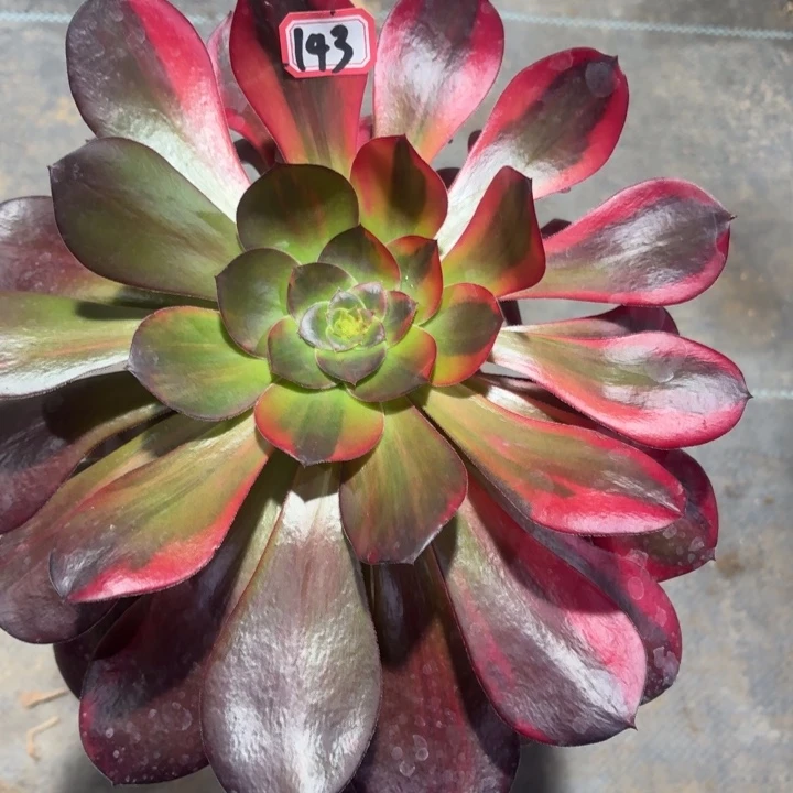 巫毒七彩花脸歪腿143