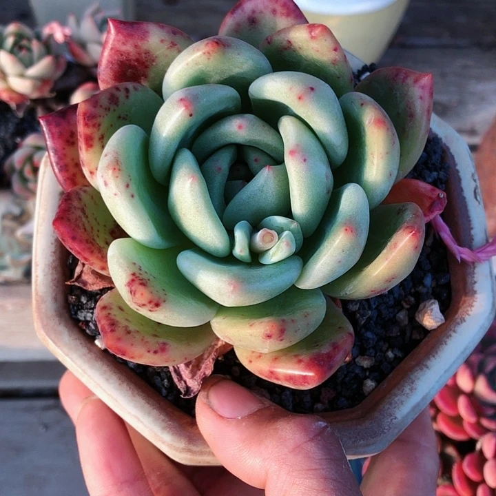 【闪购商品】暖*宝暖宝宝香槟