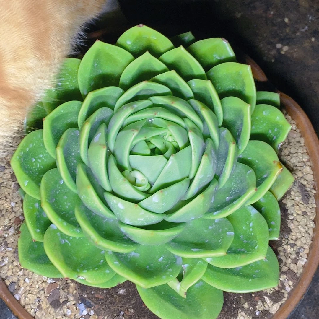 多肉植物纯化翠花