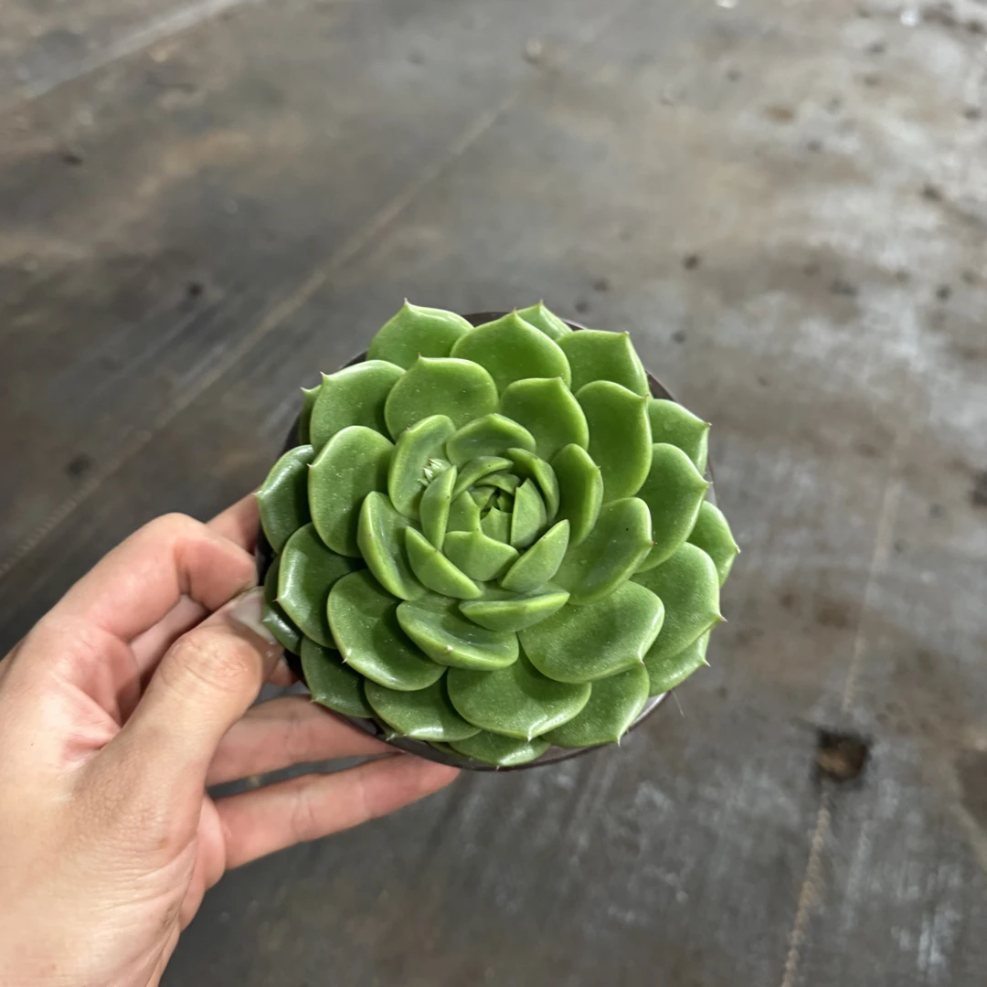 【任意两单包邮】绿荫翡翠阳台办公室庭院老桩盆栽多肉植物多肉盆栽