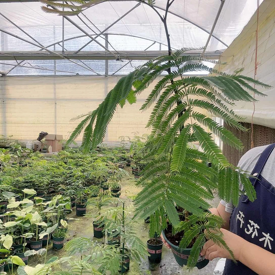 完全开放爱****N密叶猴耳环1111