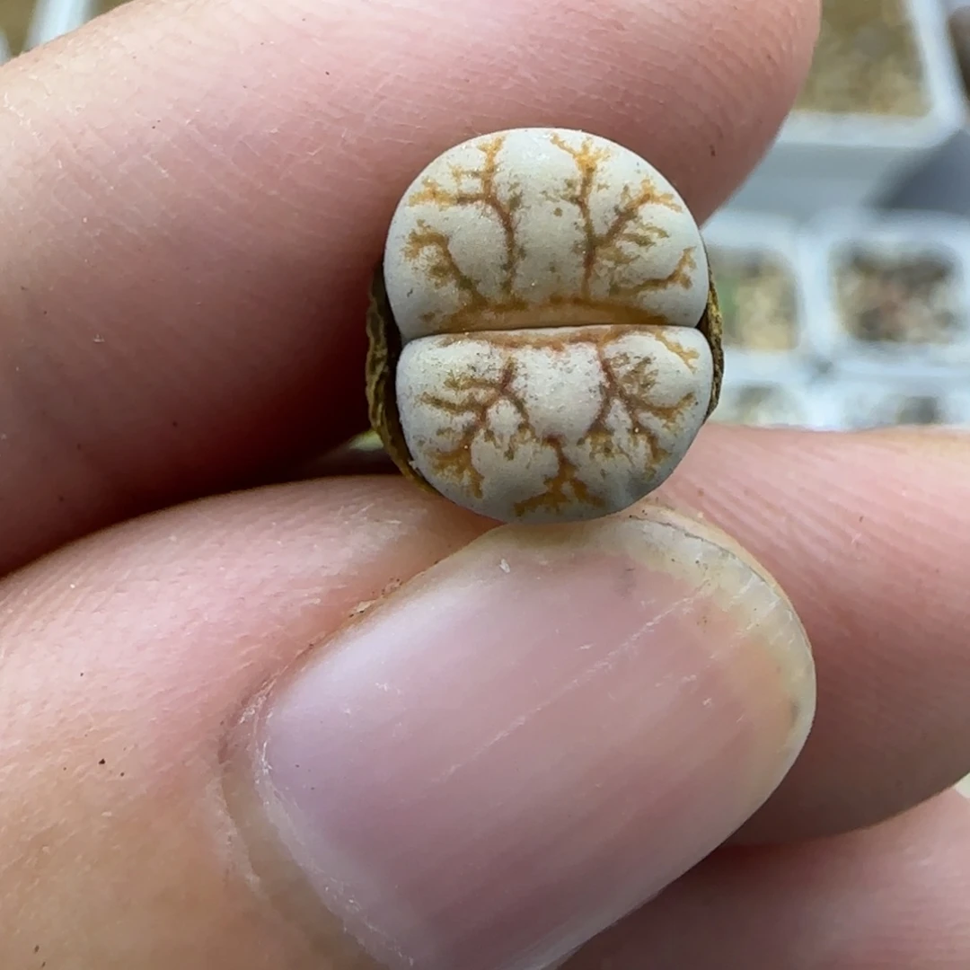 639二蜕清框福利30包邮