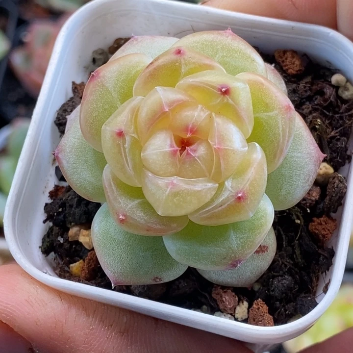 天官赐福百无禁忌