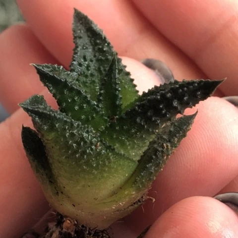 哥斯拉硬叶哈哈哈哈哈哈