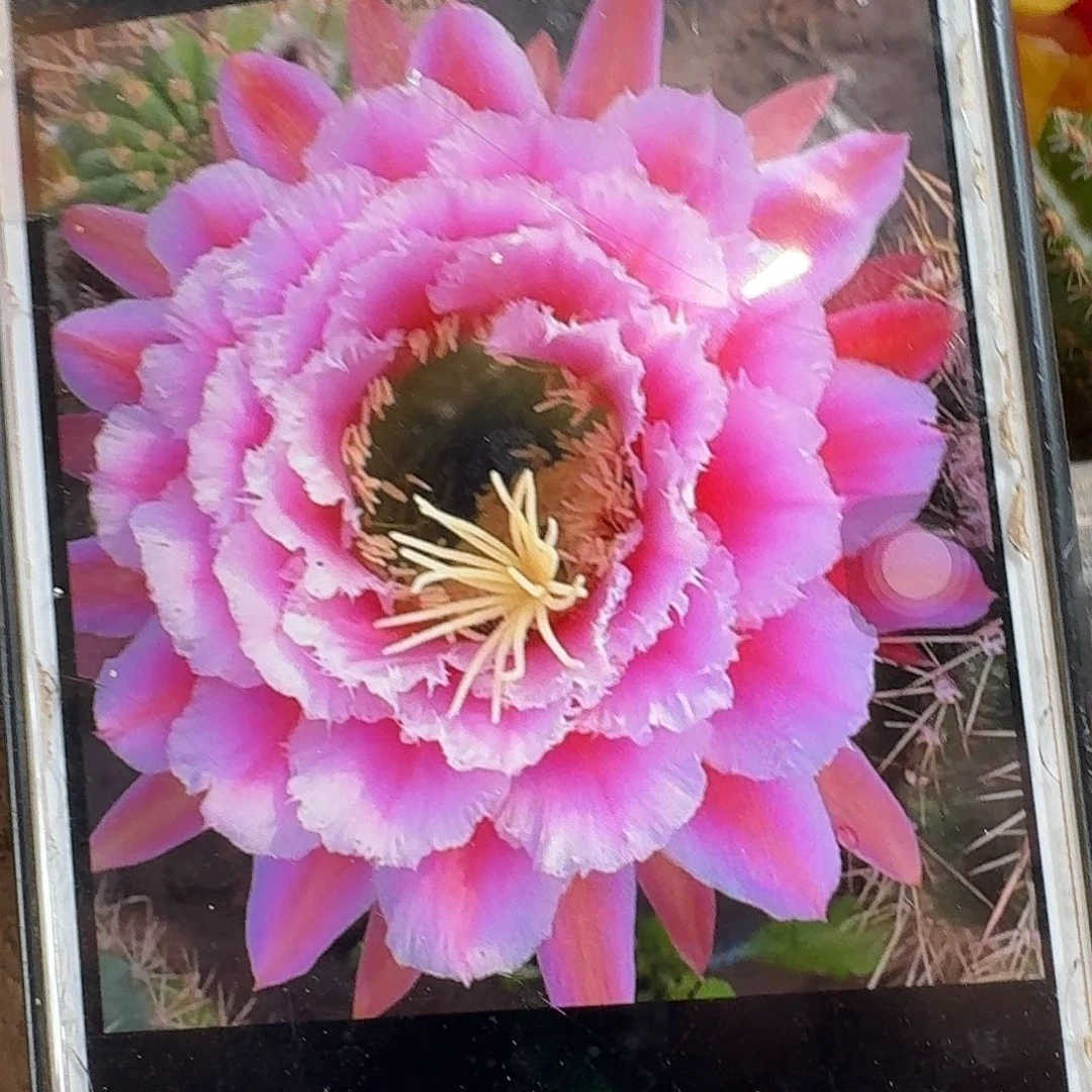 七仙女侧芽5公分毛花柱