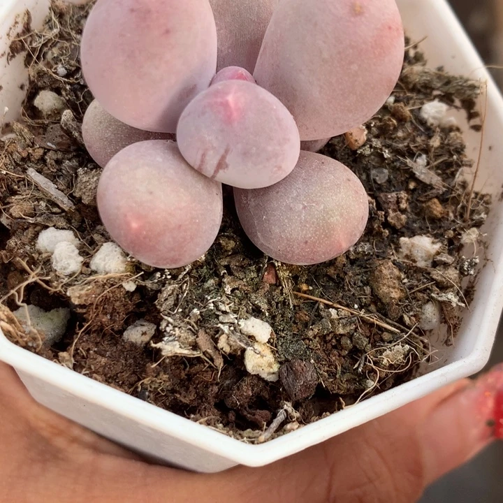 米可 奶 （不满9.99发空盆冷地区不拍保温扣3.9多肉）