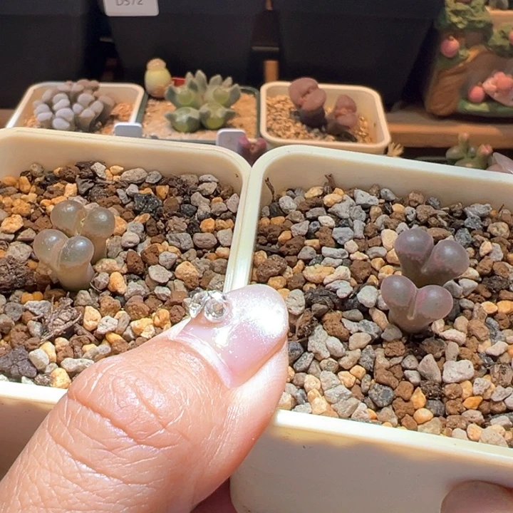 果***子709。 优选黑眼豆豆。