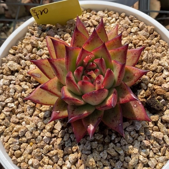 用****5韩系小单头B-25.2.17