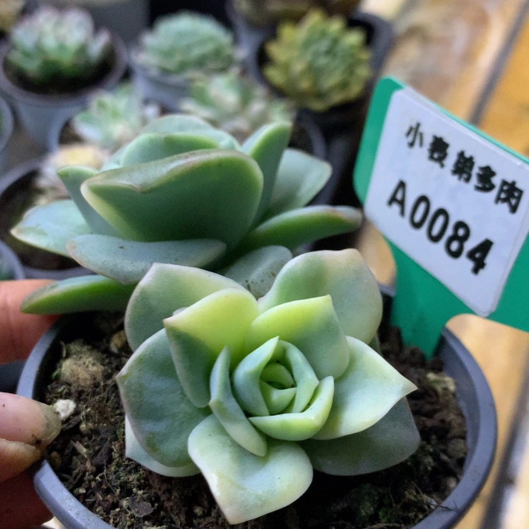 84可爱玫瑰哈哈哈哈哈