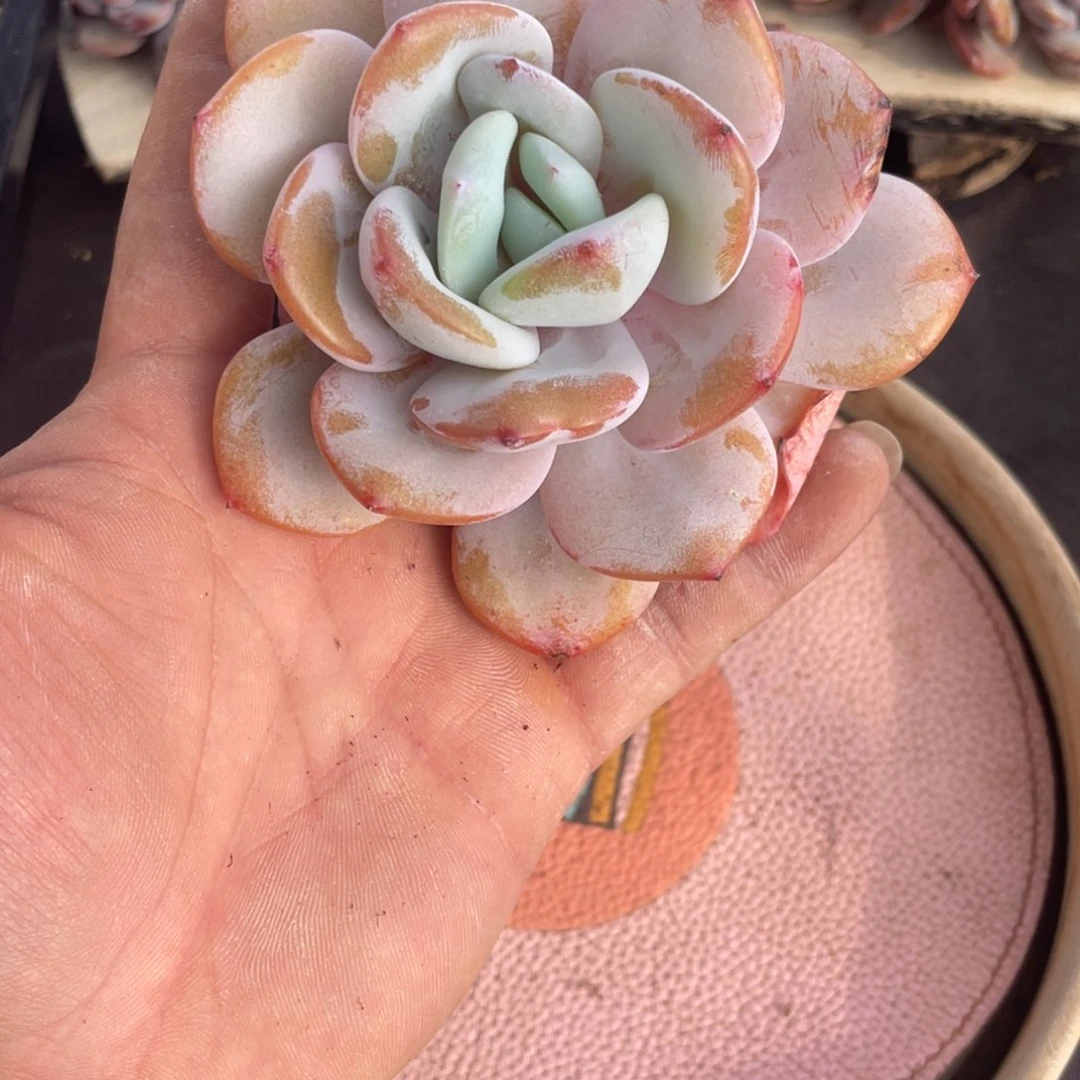 韩版奶茶单头多肉一个