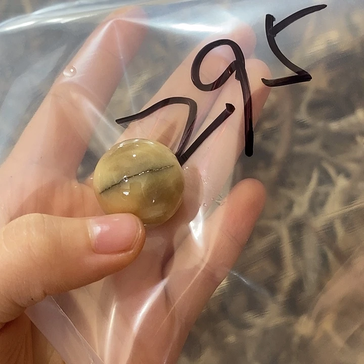 无非金属鹿角鹿角
