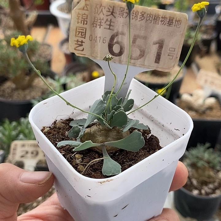 651小格加一一一一一一一