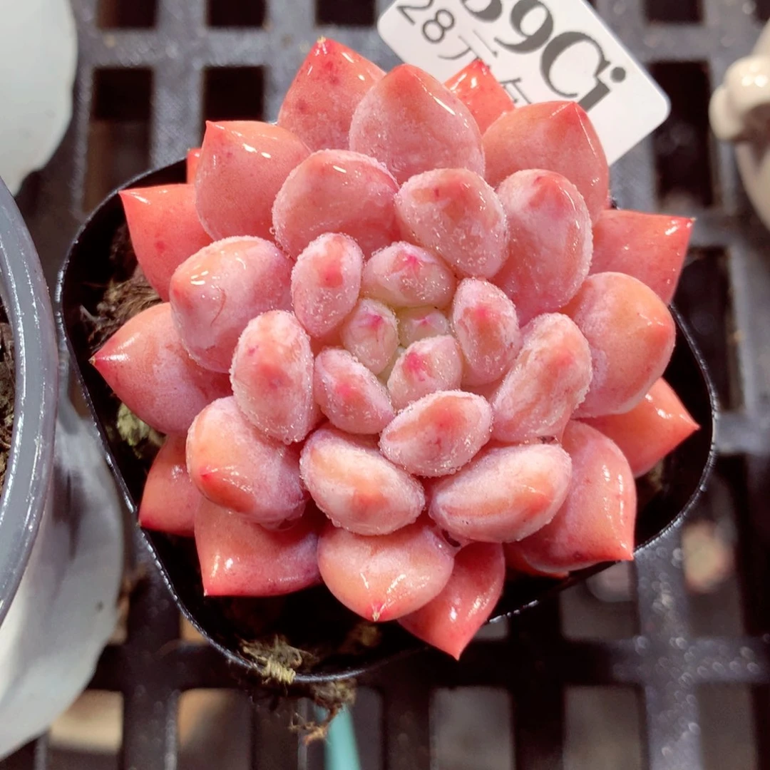 5厘米盆精控多肉139