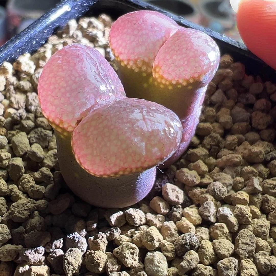 日系原株籽播。