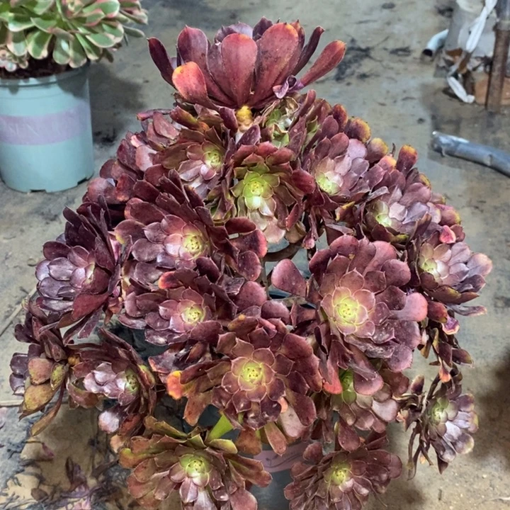 红桐多肉植物35。