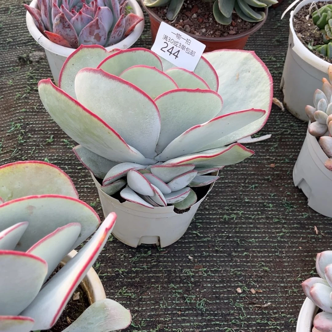 缘***。244白眉多肉植物……
