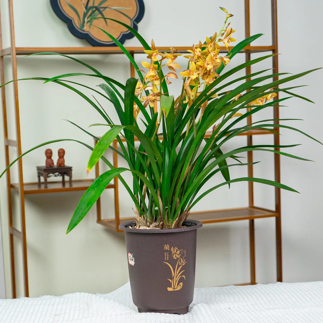 原土栽种【小凤兰】开花清香 花开爆盆 清香型精品兰花室内好养新人