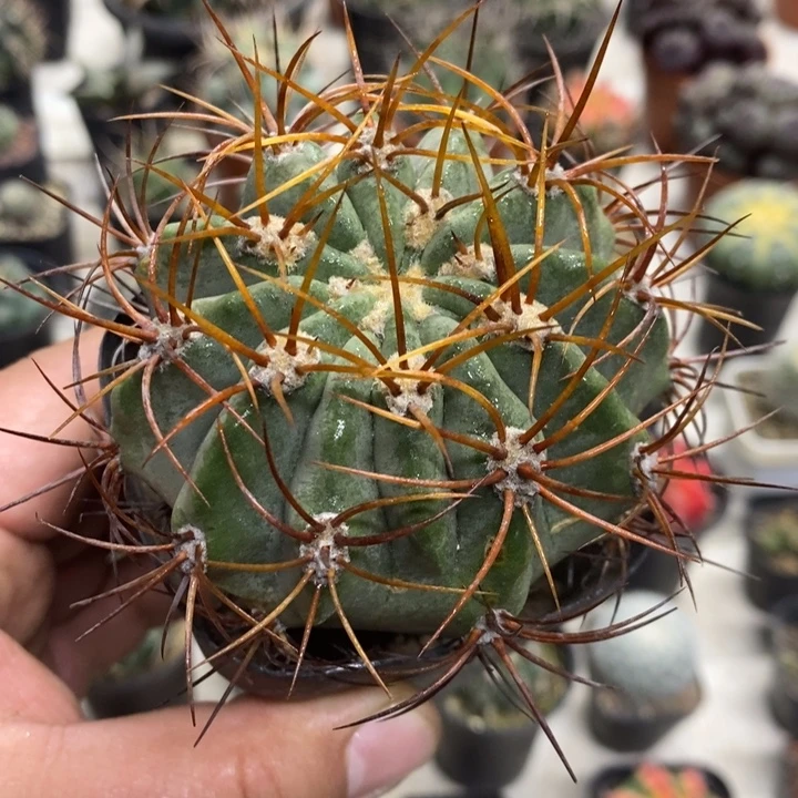 实生茜云特价福利