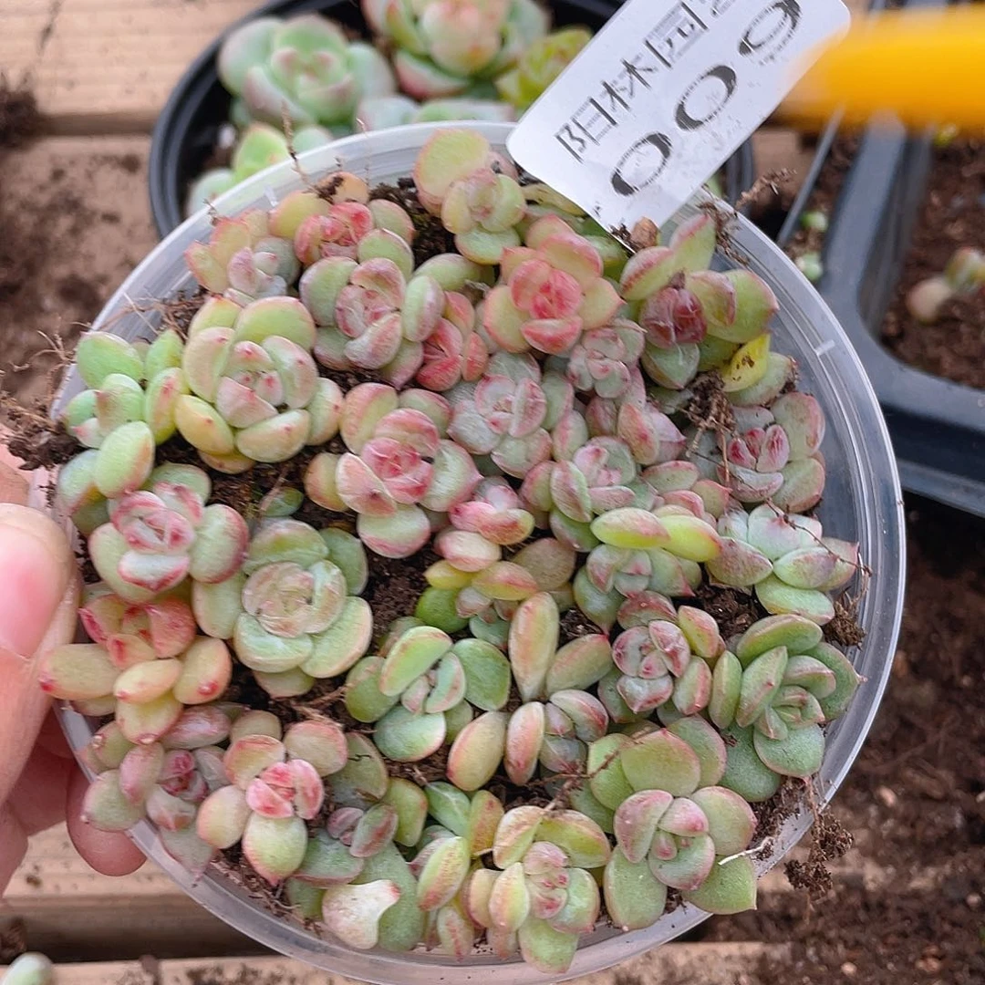 多肉植物多肉植物9