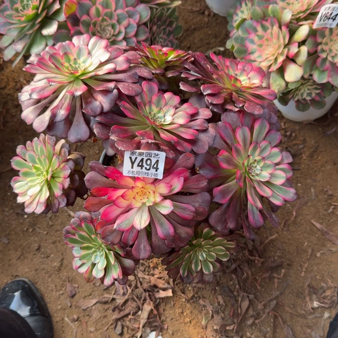 494美姬官服28左右2