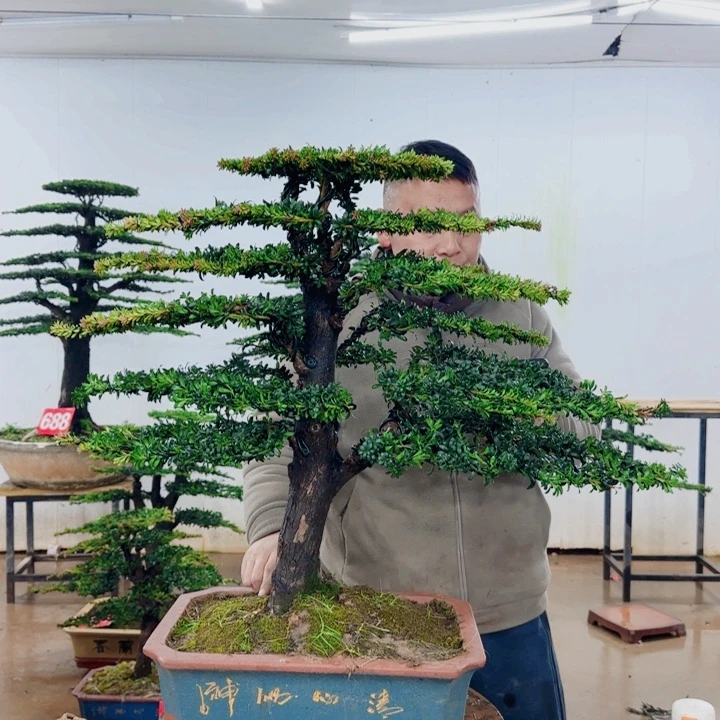 无花朵盆景园林……