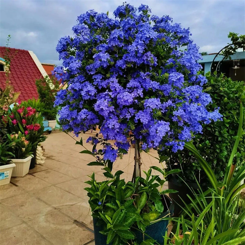蓝雪花盆栽苗耐热可攀援适合庭院花园观赏的花卉植物