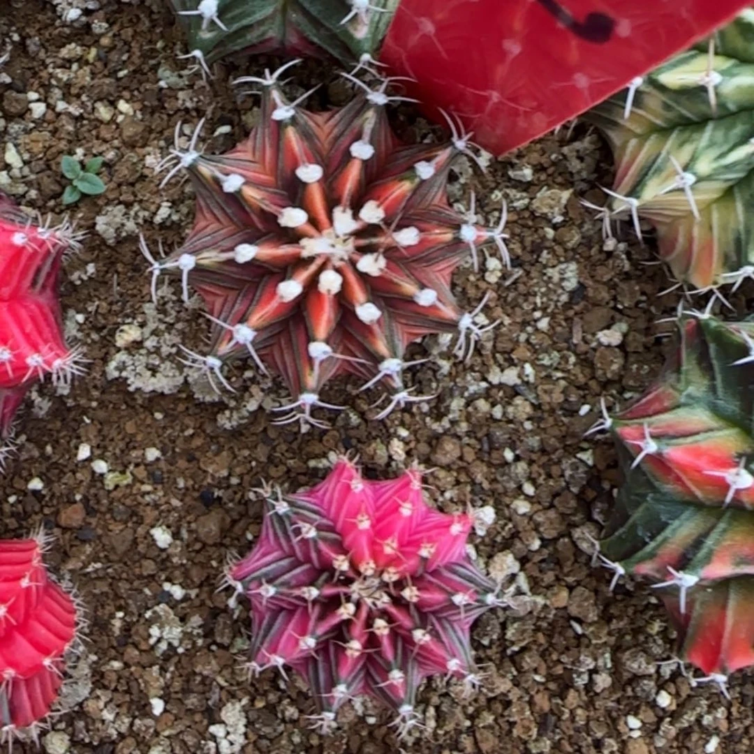 W****?727-0510泰国发货