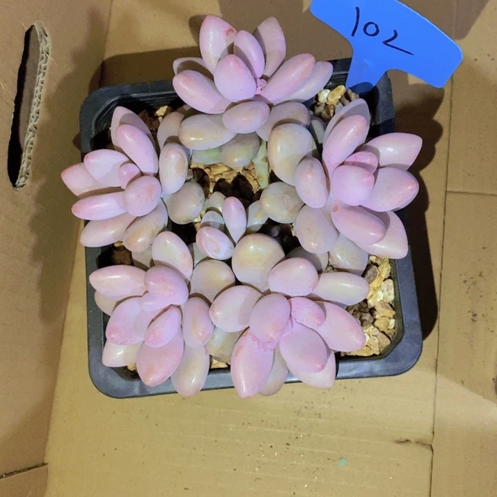 脆****干在家里面吃饭的吗怎么