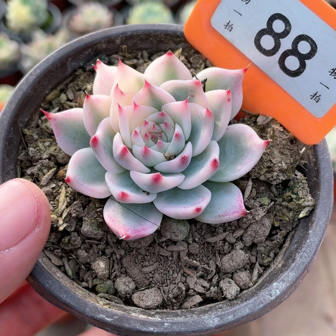 【闪购商品】88号的