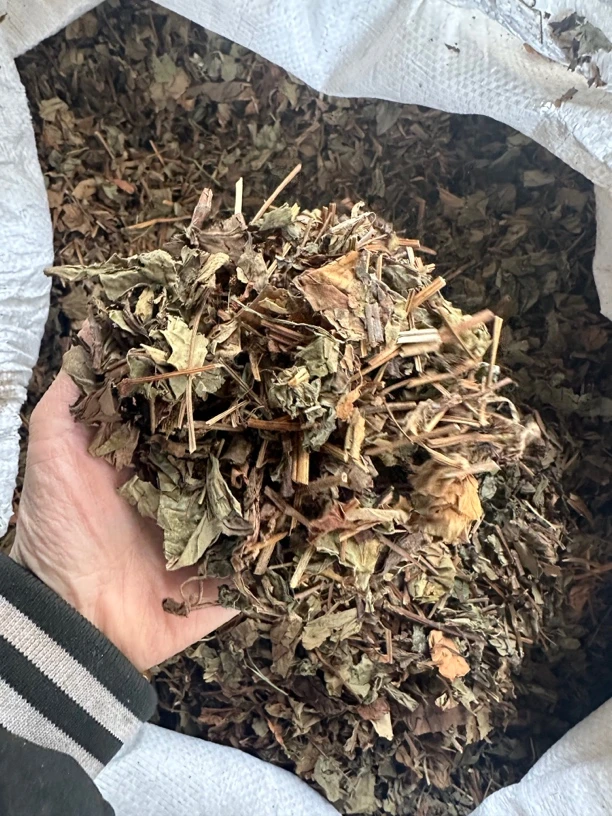 鱼腥草药材 鱼腥草如图发货500克一份