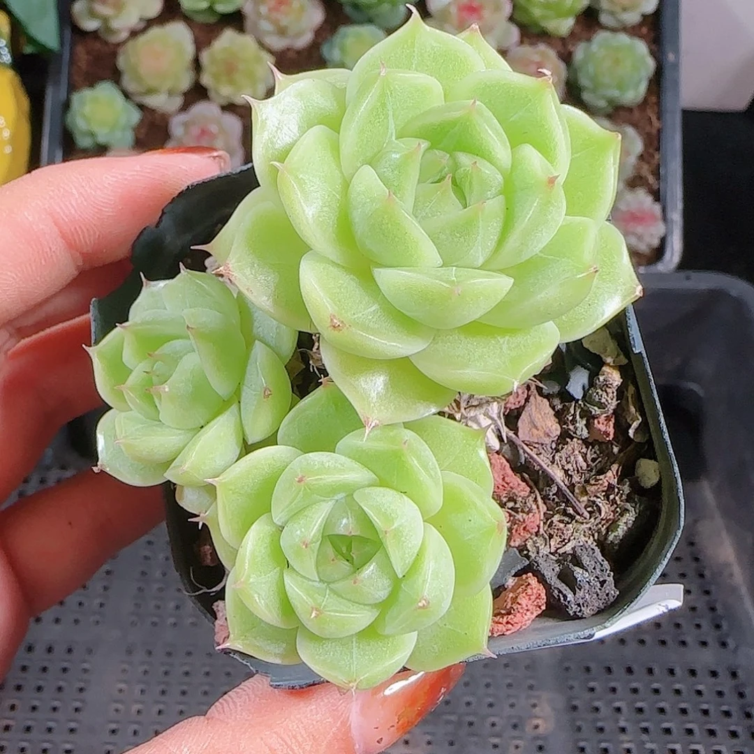 1012--188麦秆优选不包整