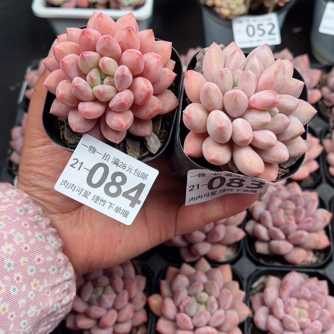 崽***鼓半夏多肉多肉多肉多肉