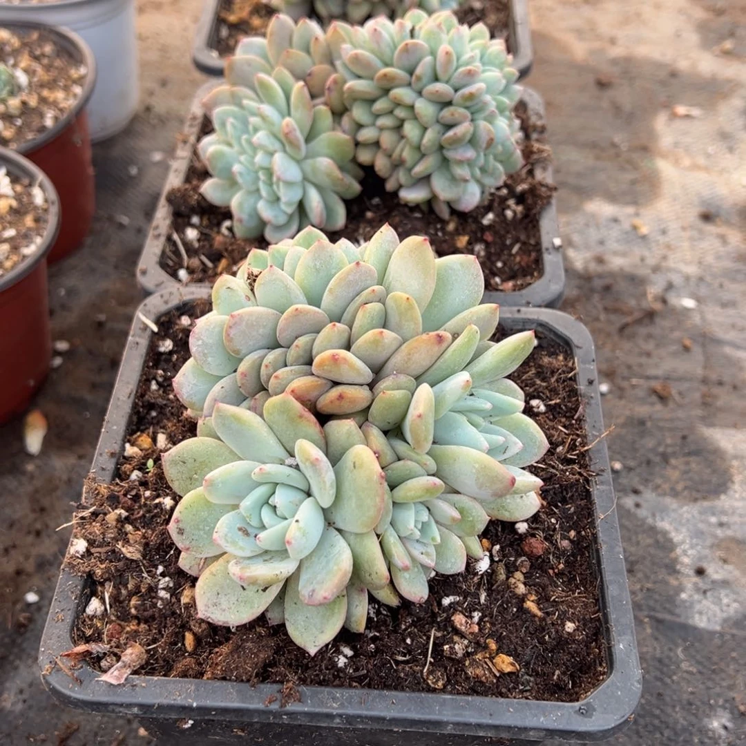 吖***妮多肉植物，多肉植物